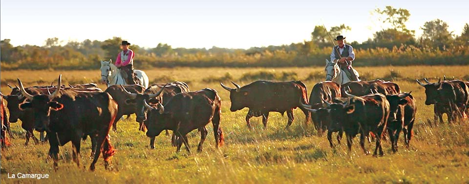 La Camargue, France